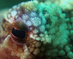 Spent 30 mins with this cute octopus watching him. He got... by Alex Tattersall 